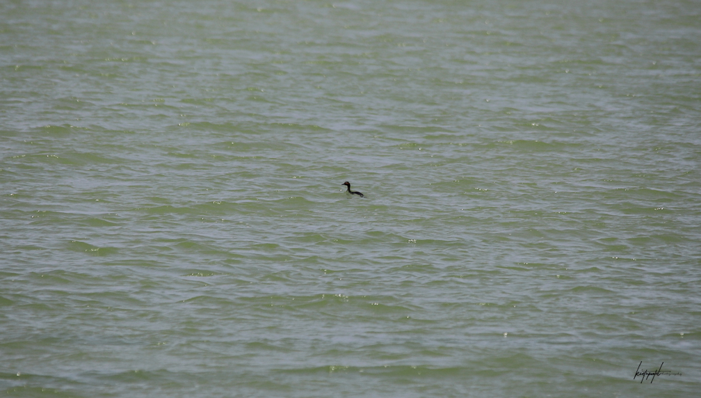 Black-necked Grebe/Eared Grebe